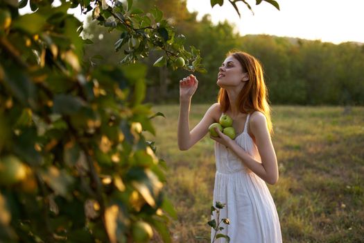 woman picks apples from tree nature fresh air