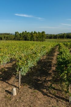 Vineyard at Moncao in Portugal