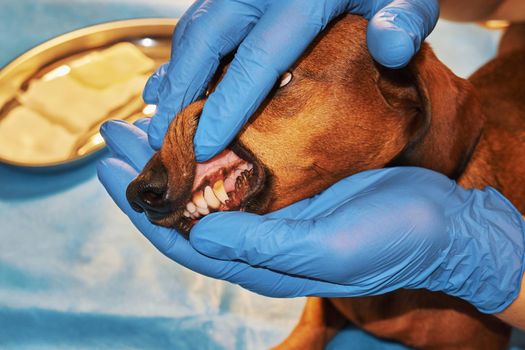 Examination of a dog's teeth at a veterinary clinic