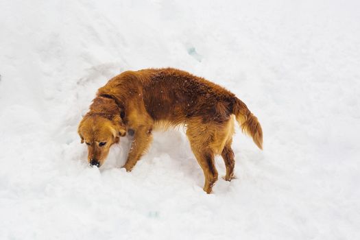 dog outdoor in winter time. Snow and pet