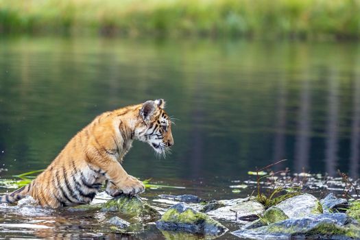 Bengal tiger cub is posing in the lake.
