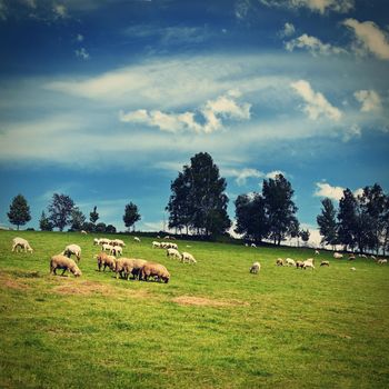 Herd of sheep on a green field with blue sky and sun.