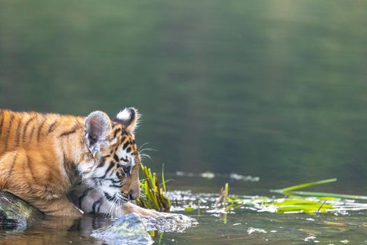 Bengal tiger cub is looking into the lake.