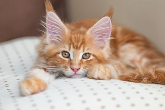 Beautiful little fiery red cat of the maine coon lies on a beige pillow