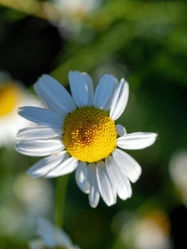 chamomile flower in the garden in summer
