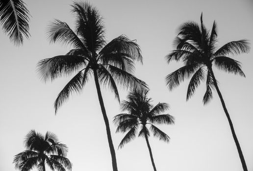 Monochrome Hawaii Palm Trees