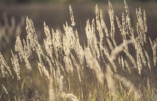 Ripe spikelets in wheat field