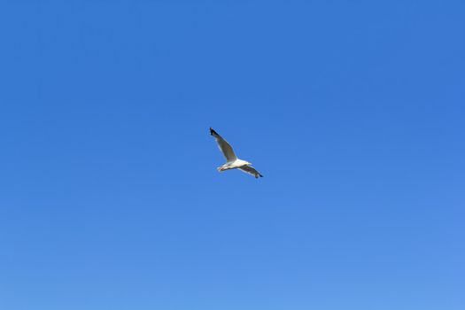 Baikal Seagull of lake