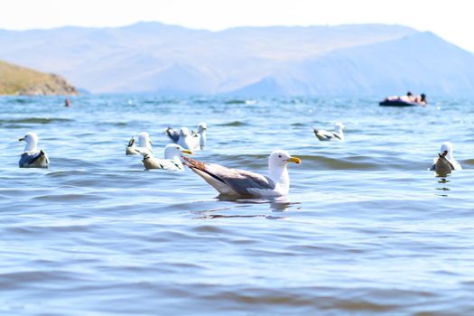 SeagullS on the Olkhon Island
