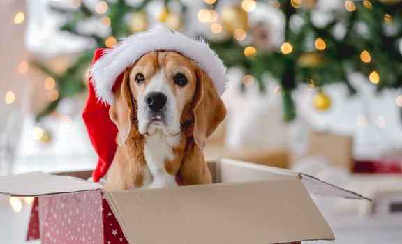Beagle dog in Christmas time