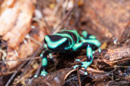 Green-and-black poison dart frog (Dendrobates auratus), Arenal, Costa Rica