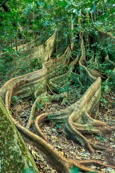 Fig Tree roots in Rincon de la Vieja, Province, Costa Rica