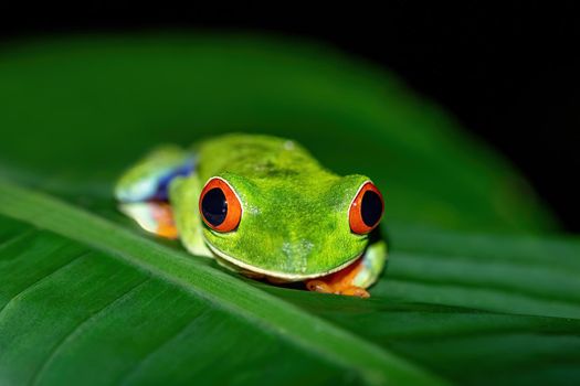 Red-eyed tree frog, Agalychnis callidryas, La Fortuna, Costa Rica wildlife
