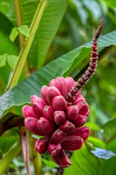 Red bunch of small unripe wild bananas, Costa Rica