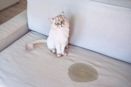 Cat urinating at home. Cat sitting near wet or piss spot on the couch