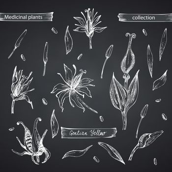 Set hand drawn of Gentian yellow, lives and flowers in white color isolated on chalkboard background. Retro vintage graphic design. Botanical sketch drawing, engraving style. Vector.