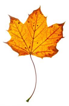Brown and orange maple leaf