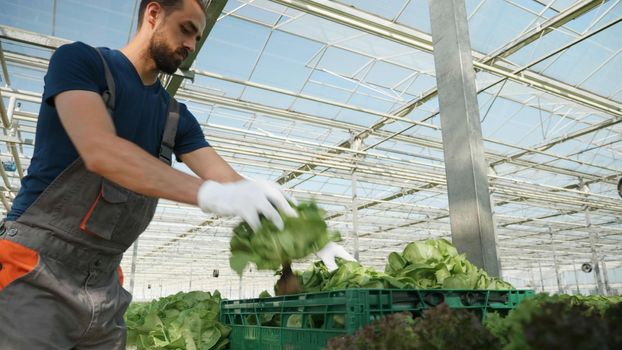 Agronomist man putting organic salad in box