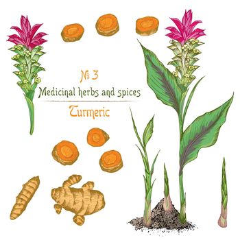 Set color hand drawn of Turmeric roots, lives and flowers isolated on white background. Retro vintage graphic design.