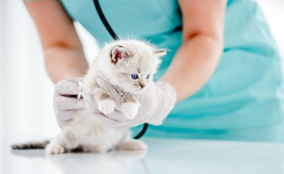 Ragdoll kitten at veterinerian clinic