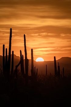 Orange Saguaro Cactus National Park Sunset in Arizona