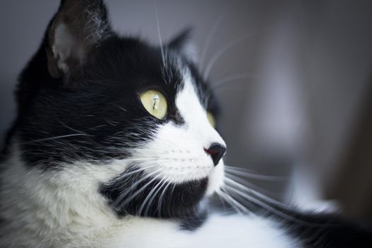 Immunodeficient black and white cat portrait