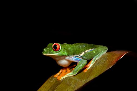 Red-eyed tree frog, Agalychnis callidryas, Cano Negro, Costa Rica wildlife