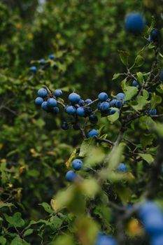 Forest berries. Blue thorn in the woods. A vertical image.