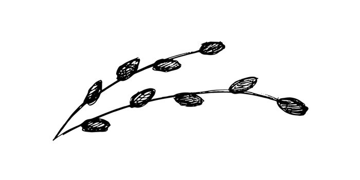 willow twig sketch. willow hand drawing isolated on white background. holy easter resurrection of christ
