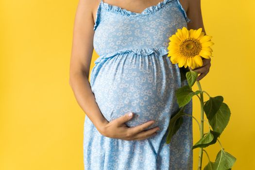 Motherhood, motherhood, femininity, hot summer, nature, people - croped portrait pregnant unrecognizable woman in floral blue dress hold big fresh live sunflower flower near belly on yellow background