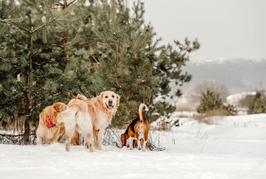 Golden retriever dog and beagle sitting in winter time in snow and looking at camera. Adorable purebred doggy pets in cold weather at nature