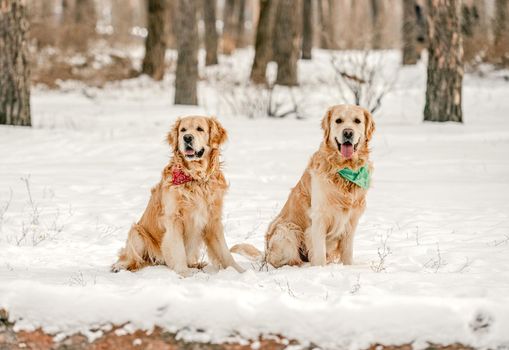 Golden retriever dogs in winter time
