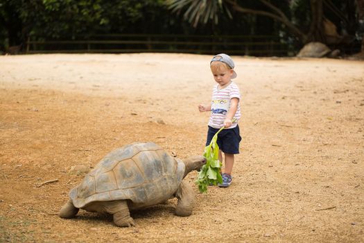 Little boy feeding Aldabra giant tortoise. Mauritius.