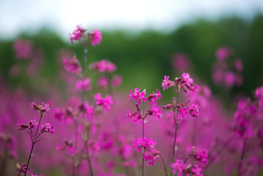 Nature summer background with pink flowers in the meadow at sunny day.