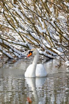 Wild bird mute swan in winter on pond