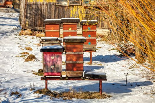 beehives in the winter garden
