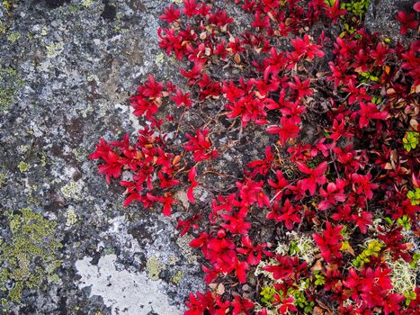 In autumn, a beautiful tundra carpet of various mosses in bright colors. Red, green and yellow plants on the rocks. closeup texture