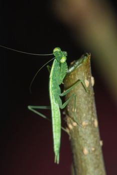 green grasshopper on the branch