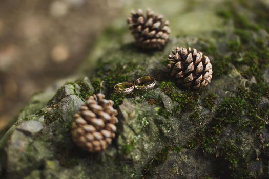 Gold wedding rings and fir cones on the bark with moss