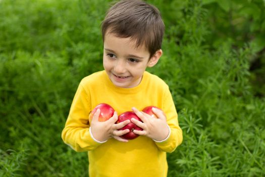 Cute little boy picking apples in a green grass background at sunny day. Healthy nutrition