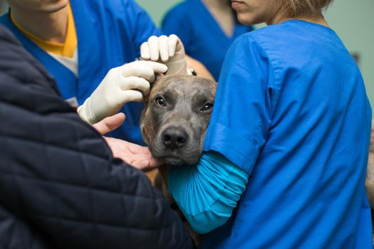 Veterinary inspection of the dog's ears before surgery.