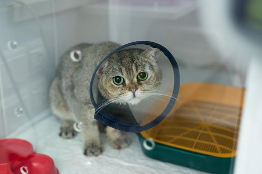 Domestic heterochromia cat wear cone pet recovery collar after surgery, anti bite lick wound healing safety.