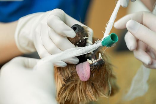 Veterinarian surgery, putting anesthesia breathing circuit set to dog mouth.
