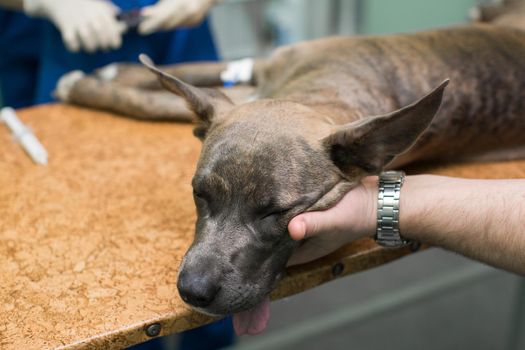The dog is under anesthesia before surgery in a veterinary clinic.
