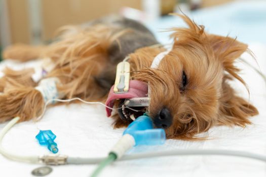 A dog on the operating table in a veterinary clinic.