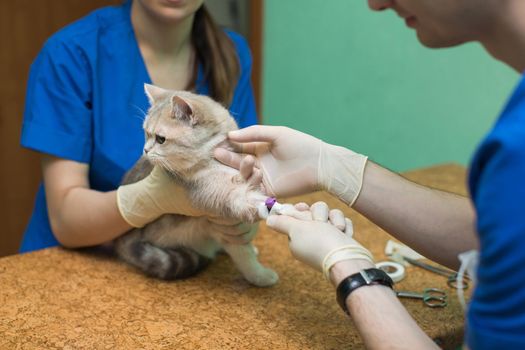 Veterinary placing a catheter via a cat in the clinic.