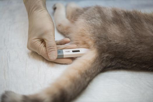 Veterinarian measures the temperature of the cat under anesthesia before surgery