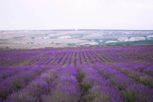 Purple lavender field on the Crimean peninsula
