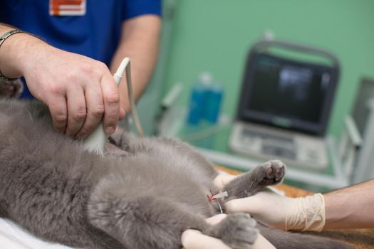 The vet does an ultrasound cat in clinic.