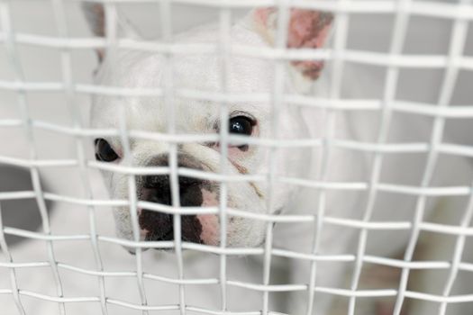 Sick dog in a cage in a veterinary clinic for animals.